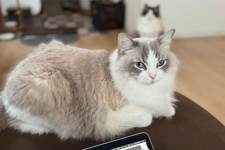 気になるGoogleの順位